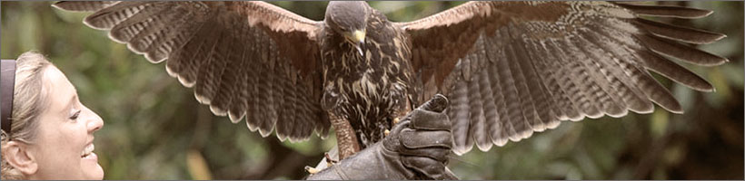 header-falconry